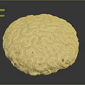 Natural Round Marine Coral With Intricate Surface Patterns And Textured Structure 3d model