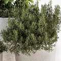 Stylish Potted Bonsai Plants With Lush Green Foliage And Textured White Pots