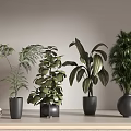 Green Potted Plants in Black Pots on Light Table with Gray Wall and Glass Decor