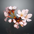 Beautiful Pink Cherry Blossom Blooms With Fresh Buds On Branch