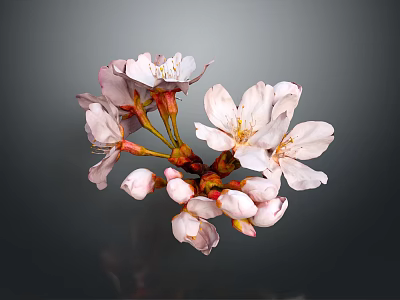 Beautiful Pink Cherry Blossom Blooms With Fresh Buds On Branch 3d model