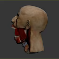 Human Head Anatomy Model With Half Realistic Face And Detailed Internal Structures 3d model