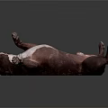 Brown and white bulldog lying on back with paws up on dark background
