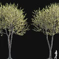 Two Tall Trees With Green Leaves And Person Walking Beside On Black Background