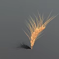 Golden Ripe Wheat Ear With Fine Hairs On Simple Gray Background