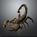 Realistic Scorpion With Brown Body Large Pincers And Reddish Curved Tail On Gray Background