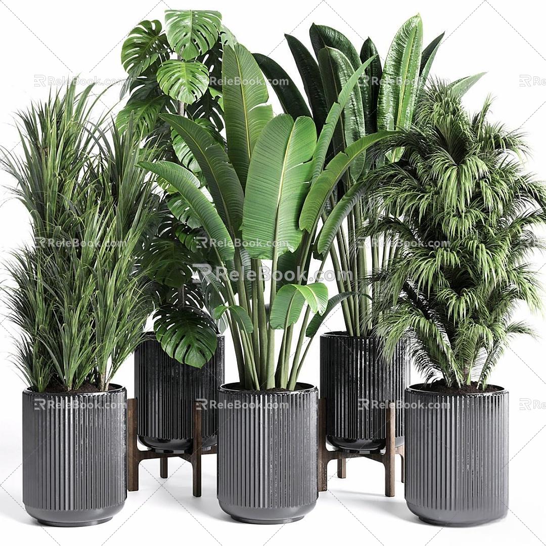 Modern Green Plant Potted Plant Potted Plant Outdoor Plant Big Leaf Plant 3d model