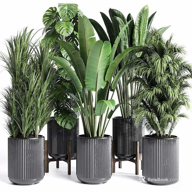 Various Types Of Indoor Potted Plants With Large Green Leaves In Black Modern Pots 3d model 