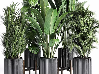 Various Types Of Indoor Potted Plants With Large Green Leaves In Black Modern Pots 3d model