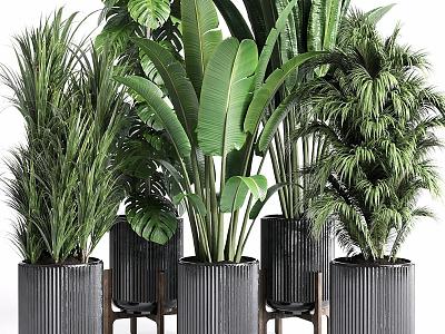 Modern Green Plant Potted Plant Potted Plant Outdoor Plant Big Leaf Plant 3d model