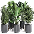 Various Types Of Indoor Potted Plants With Large Green Leaves In Black Modern Pots