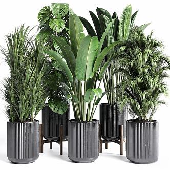 Modern Green Plant Potted Plant Potted Plant Outdoor Plant Big Leaf Plant 3d model