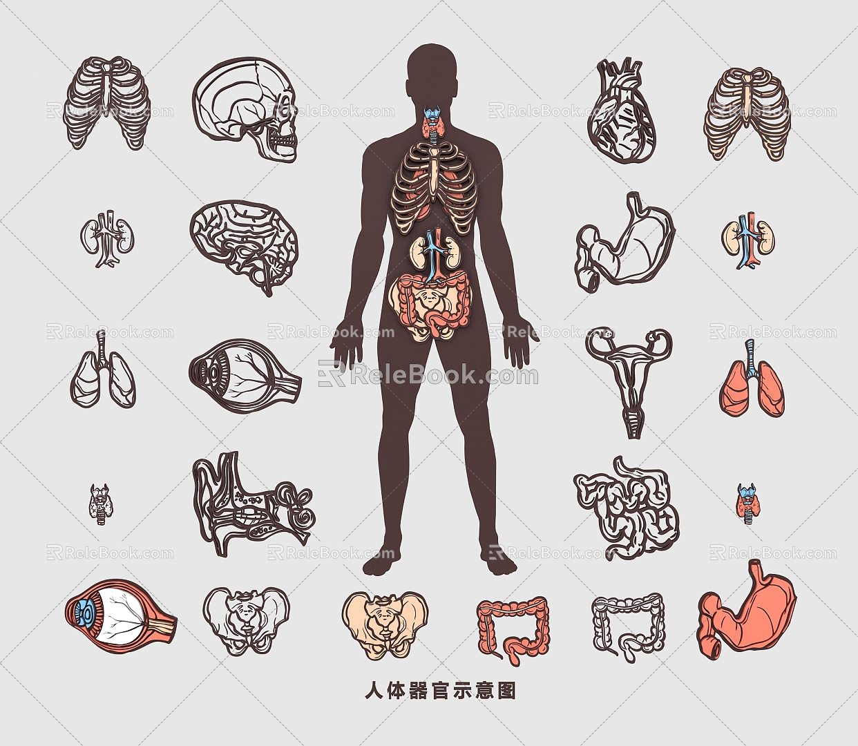 Human Organs, Bones, Blood Vessels, Muscles, Heart, Liver, Lung, Stomach and Kidney Medical Structure Drawing Flat Illustration 3d model