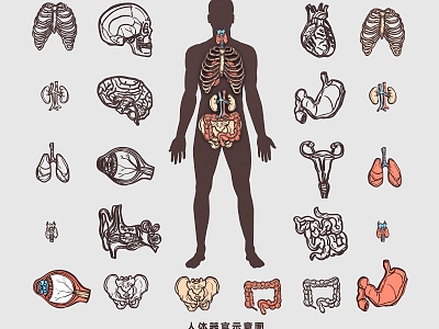 Human Organs, Bones, Blood Vessels, Muscles, Heart, Liver, Lung, Stomach and Kidney Medical Structure Drawing Flat Illustration model