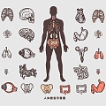 Human Organs, Bones, Blood Vessels, Muscles, Heart, Liver, Lung, Stomach and Kidney Medical Structure Drawing Flat Illustration 3d model