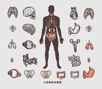 Human Organs, Bones, Blood Vessels, Muscles, Heart, Liver, Lung, Stomach and Kidney Medical Structure Drawing Flat Illustration 3d model