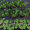 Pink Lotus Flowers Green Leaves and Koi Fish Swimming in Water Pond