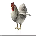 White Rooster With Red Comb And Wattles Standing On White Background