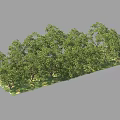 Two Lush Green Deciduous Trees With Foliage And People Standing Nearby