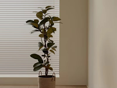 Tall Green Potted Plant With Large Leaves In Woven Basket In Corner By White Blinds 3d model