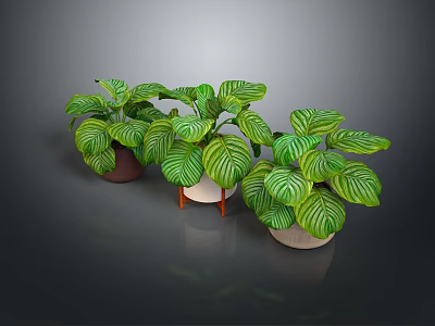 Organic Edible Green Plants in Different Pots with White Striped Leaves 3d model