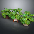 Organic Edible Green Plants in Different Pots with White Striped Leaves