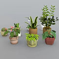 Collection of Diverse Potted Indoor Plants with Succulents Orchids and Leafy Varieties