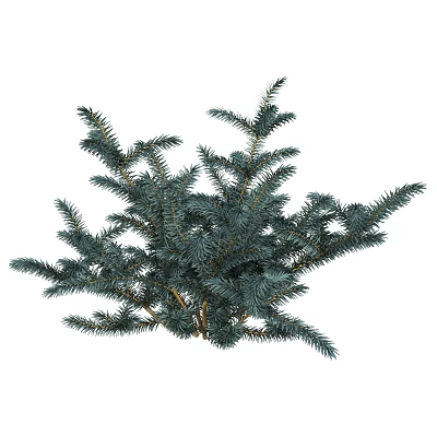 Evergreen Tree Branches With Lush Blue Green Needles And Vibrant Foliage 3d model