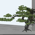 Evergreen Pine Tree With Thick Trunk Spreading Branches And Exposed Roots In Minimalist White Background