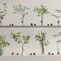Modern Glass Vases with Green Leafy Plants for Indoor Shelf Decoration