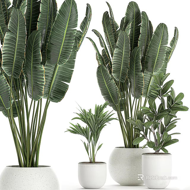 Various Types Of Potted Plants With Large And Small Green Leaves In White Pots 3d model 