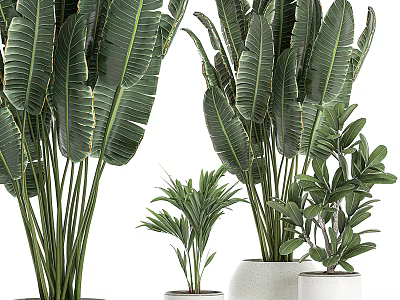 Modern potted plants 3d model