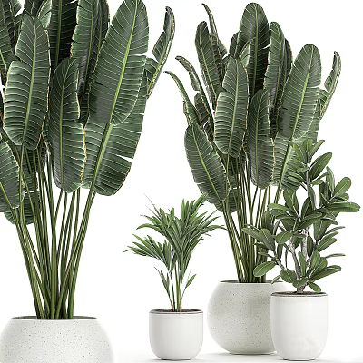 Various Types Of Potted Plants With Large And Small Green Leaves In White Pots 3d model