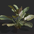 Lush Tropical Houseplant With Variegated Green Purple Red Broad Leaves And Vibrant Foliage