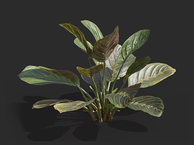 Lush Tropical Houseplant With Variegated Green Purple Red Broad Leaves And Vibrant Foliage 3d model