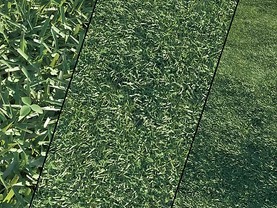 Lush Green Grass Lawn With Fresh Leaves In Natural Garden Setting 3d model