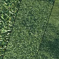 Lush Green Grass Lawn With Fresh Leaves In Natural Garden Setting