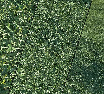 Lush Green Grass Lawn With Fresh Leaves In Natural Garden Setting 3d model