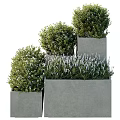 Bonsai Potted Plants in Tiered Concrete Planters with Green Shrubs and Lavender
