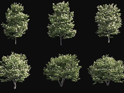 Six Different Arbor Trees With Lush Green Foliage And Varied Crown Shapes 3d model