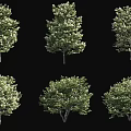 Six Different Arbor Trees With Lush Green Foliage And Varied Crown Shapes