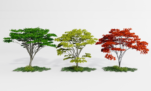 modern maple landscape tree red maple 3d model