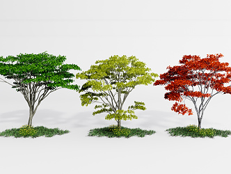 modern maple landscape tree red maple 3d model