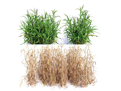 Fresh Green and Dried Brown Grass Clusters in Natural 3d model