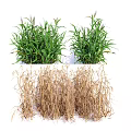 Fresh Green and Dried Brown Grass Clusters in Natural