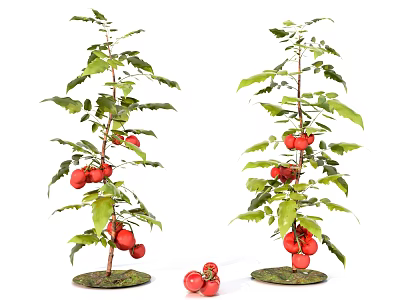 Two Crop Plants With Green Leaves And Red Fruits On Stems And Ground 3d model