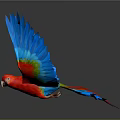 Colorful Parrot Flying With Vibrant Blue Red Green Feathers In Mid Air