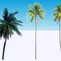 Three Tall Tropical Palm Trees With Green Fronds And Straight Trunks