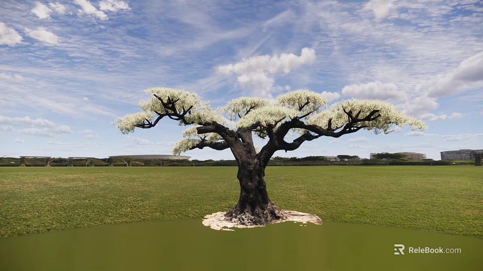 Tall Tree with White Blossoms Spreading Branches Dark Trunk in Green Grassland Under Blue Sky 3d model 