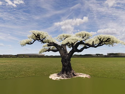 Tall Tree with White Blossoms Spreading Branches Dark Trunk in Green Grassland Under Blue Sky 3d model
